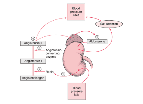 Blood pressure - This diagram shows how the blood pressure regulated in our bodies.