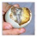 Balut - Its an undeveloped duck egg, its a favorite street food in the Philippines and even foreigners have learned to eat it.
