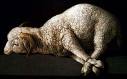 The actual Lamb of God - What more can I say