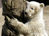 knut the bear - knut bear