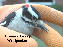 Downy Woodpecker that I rescued - This Downy Woodpecker got startled by something and when it took off it hit the wall. I was lucky enough to be standing near the window when it happened. I ran out and rescued it. Downy Woodpecker that I rescued - This Downy Woodpecker got startled by something and when it took off it hit the wall. I was lucky enough to be standing near the window when it happened. I ran out and rescued it.