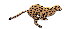 cheeta - the most speedy animal