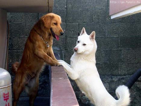 Genuine friendship - I have got this pic from a friend because of its genuine element! How animal can also share the thing which aremostly human based!