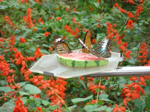 butterflies - butterflies makes the earth more colorful.