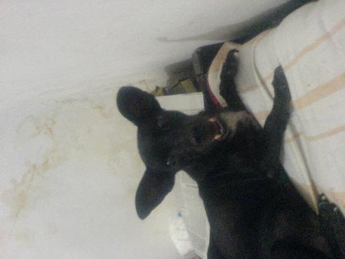 my dog. - This is my dog. And my dog reduces my stress level everytime. Cute ne ?