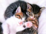 kittens - little kittens 
