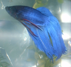 blue betta - my bf's fish looks like this...but has pinkish purple on the end of his tail.