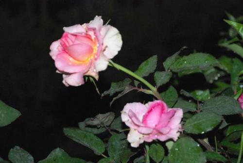 roses - may is the month of flowers. roses is one of them.