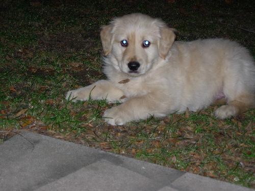 Dog - My puppy Meeko