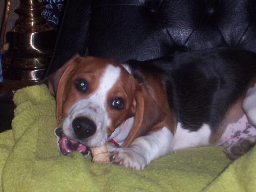 Dogs - Teddy Jr. doing his favorite thing! CHEWING!