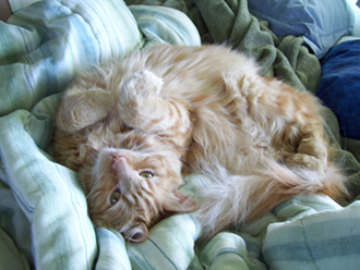 my cat! - My cat is so adorable.