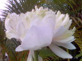 Lotus - My lotus flower