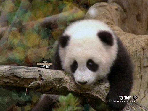 panda - isnt it a cute panda?