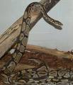 Ball Python - Photo of a &#039;Ball Python&#039;, named for the reason they roll into a &#039;ball&#039; when feeling threatened or when suffocating prey..