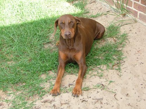 One of my Dobermans resting after running around l - One of my Dobermans resting after running around like a lunatic.