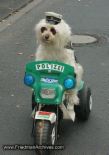 Police dog? - A dog riding a police bike
