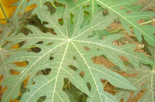 shape of the leaves - leaves of differen shapes captured by me in my camera.