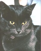 Blackie the cat - This is a picture of a friends black cat.