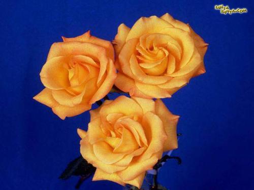 rose - hi!  rose is the beautifull flower.do you like yellow rose?  how is it?