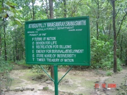 forest - forest definition