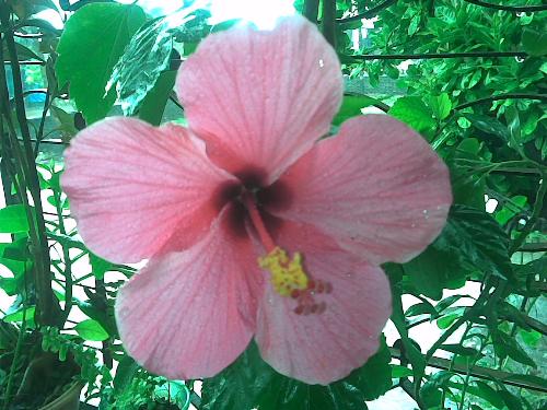 pink shoeflower - my beautiful beautiful pink shoeflower sitting on my window sill. pink shoeflower - my beautiful beautiful pink shoeflower sitting on my window sill.