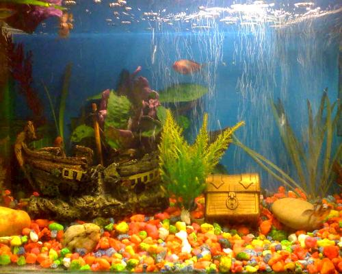 Our Aquarium - Our Aquarium with three gold fish. 