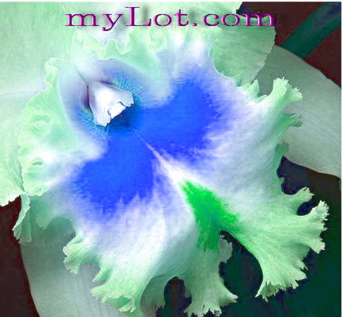 flower - mylot.com is flowering