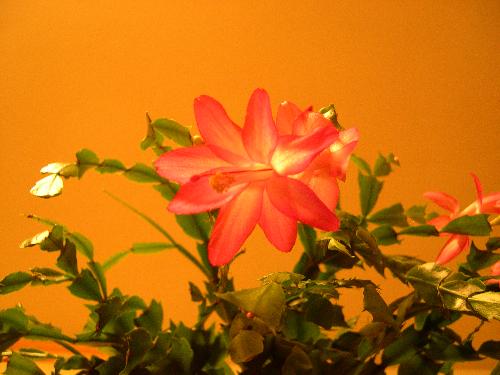 Christmas cactus - My cactus is blossoming Christmas cactus - My cactus is blossoming