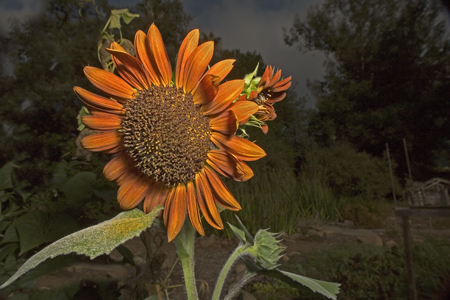 sunflower - colored sunflower