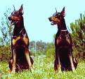 Dobermans - Two Dobermans standing guard.