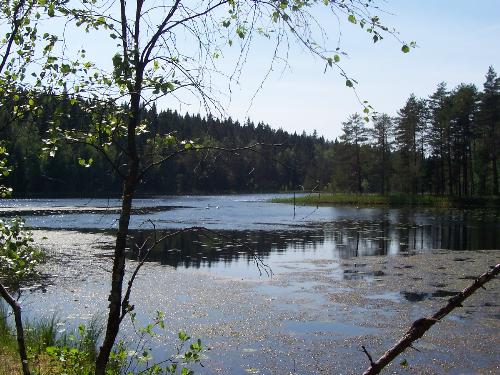 swans on nuuksio lake - Picture of living nature in Nuuksio park in Espoo, Finland, where the lakes and forest are closer to men than everywhere else.