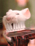 superb atleast you brush - rat brush its teeth daily,............do you