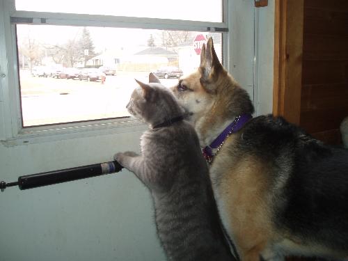 out pets - my dog and cat watching me leave