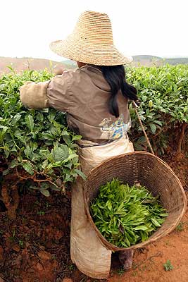 Tea field - A girl working ,the basket is full with tea fields...