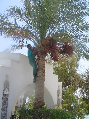 Fresh Dates from the palm tree - This picture was taken at A hurghada resort last summer in Egypt.This is of the staff members that climbed that palm tree to collected the beautiful dates, so on one hand they don't fall in the pools and on the other they were ready to eat and they served them free for everybody at the resort.
