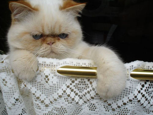 An Exotic - Cat