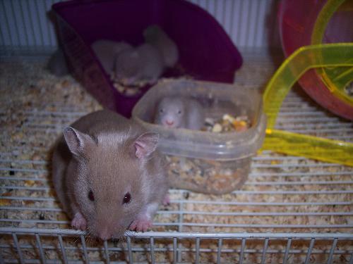 songo and her babies -  tis is one of my hamsters Songo. she came touse expecting and these are soem of her babies.