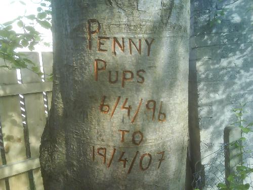 Memorial to Penny - This is the memorial to my dog 'Penny', she slept under this tree.  We shall all miss her.