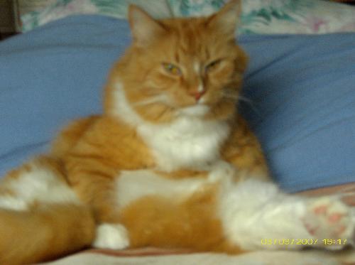 Feline Favorite - Toshi has this pose during and after a good bathing of himself and this is the most satisfied he has ever been, so we captured it !  'yeah, Im a cat and can sit fat and proud !'