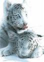 two baby tigers - two white baby tigers