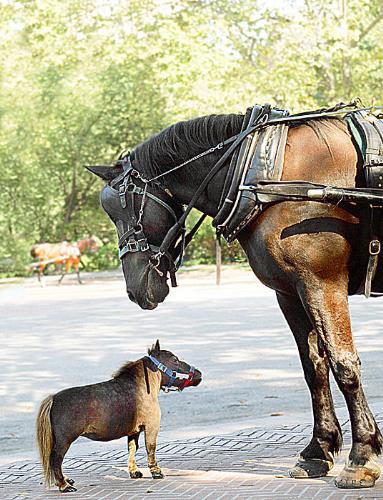 Meet Thumbelina! - The Smallest horse in the world!