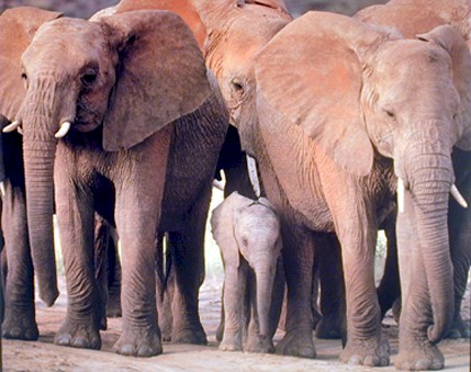 Elephants Happily Livng Together - Circus elephants begin as babies around two, taken by killing the parents...even then the babies have to be dragged away.. they are too young and still nursing when taken.