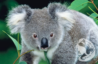 Koalas are the best - Koala's are the cutest.