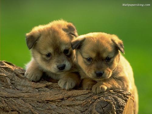 little puppies so cute. - Do you like keeping pet?