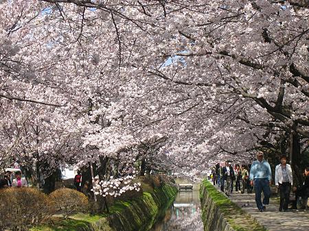 sakura - sakura blossom in japan