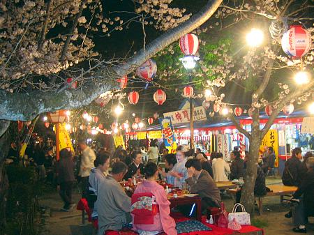 dinner under sakura trees - Japanese people having dinner under the sakura or Cherry blossom trees.