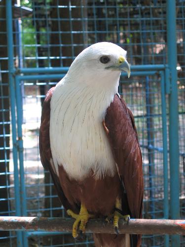 Eagle - Eagle at the park, captured in cage, I wish they could go back to their home in the forest trees, but now its seems they have no more place for them to be safe, except in cages....