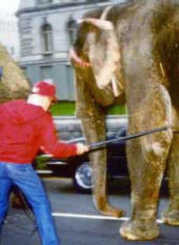 Elephant Being Hooked to Walk - Hooked by Trainer