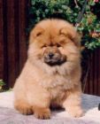 chow chow - An ancient breed of northen chinese origin.