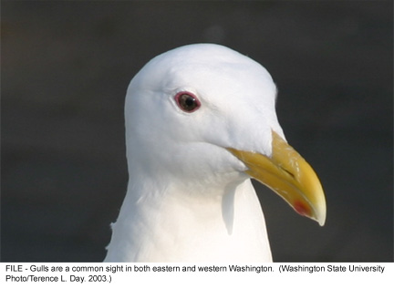 Gulls are common seasonal birds - Gulls are beautiful birds that sprawl about in their white colours